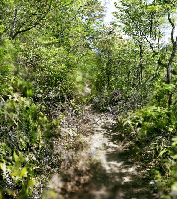大島 成己 《haptic green-in Mt. Ogura》 2013年