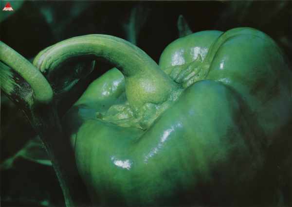 Katsumi Asaba, Kewpie Mayonnaise (Green Pepper), 1971 © Katsumi Asaba, 2020